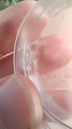 Alfalfa Plant Bug