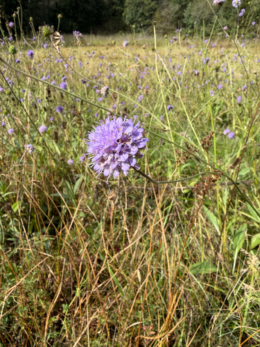Devil's-bit Scabious