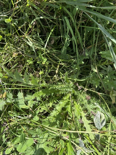 Marsh Thistle