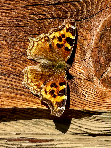 Compton Tortoiseshell
