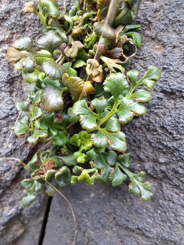 wall-rue