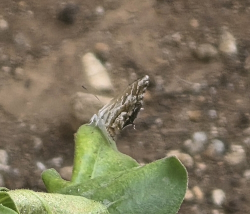 Common Geranium-bronze