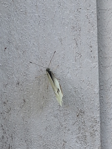 Small White