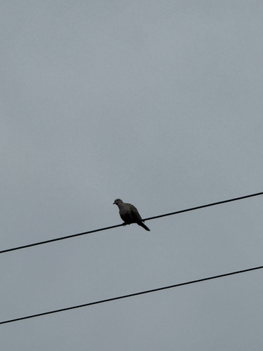 Eurasian Collared-Dove