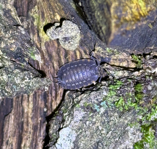 Ratzeburg's Woodlouse