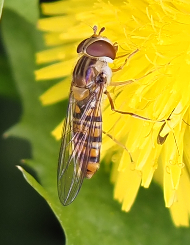 Marmalade Hover Fly