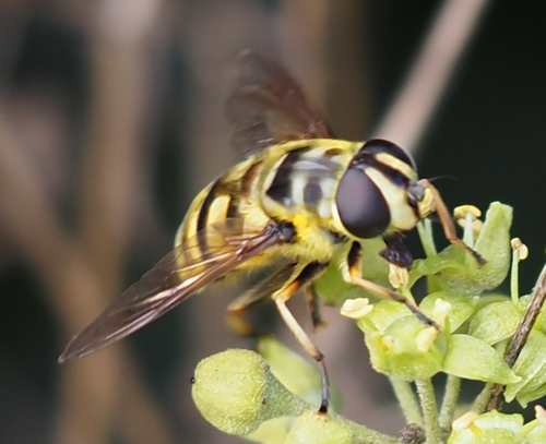 Yellow-haired Sun Fly