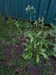 Capsella bursa-pastoris
