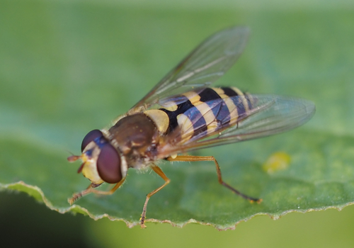 Common Flower Fly