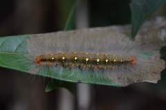 Apatelodidae