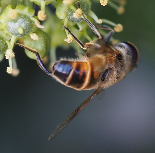 Common Drone Fly