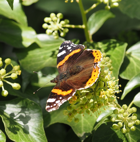 Red Admiral
