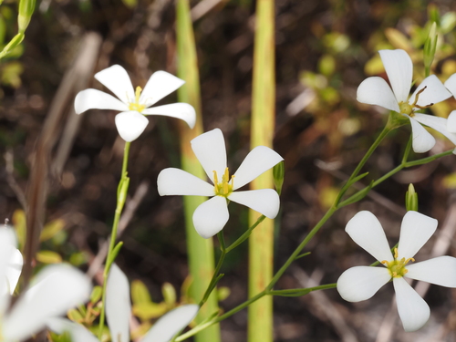 Sabatia brevifolia, photograph 6