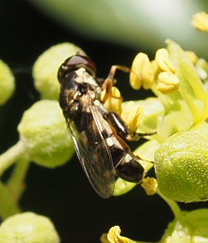 Thick-legged Hover Fly