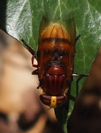 Hornet Mimic Hover Fly