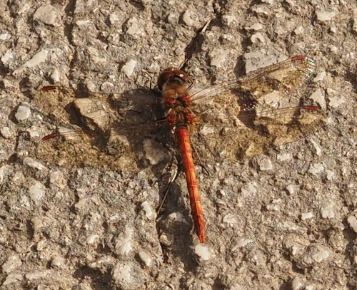 Common Darter