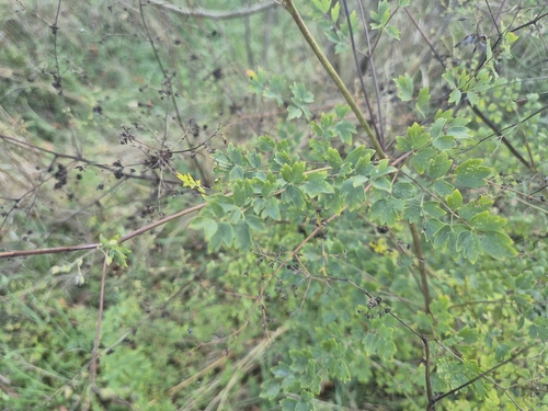 Lesser Meadow-rue