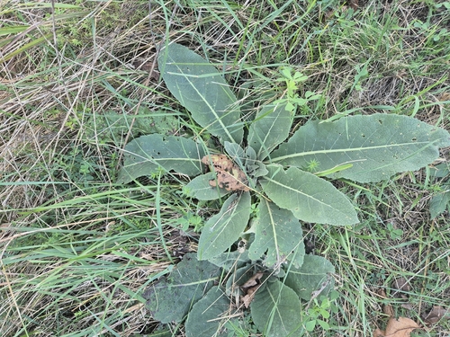 White Mullein