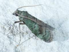 Cacotherapia flexilinealis