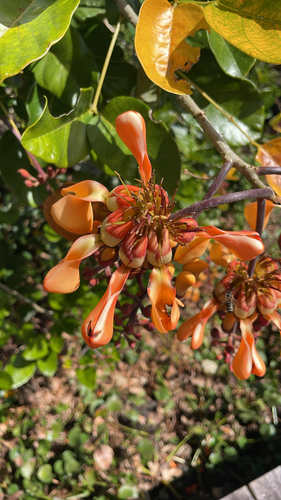 Erythrina fusca observed 2026-09-17
