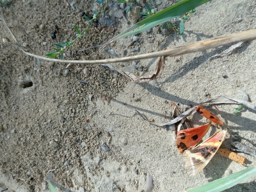 Jersey Tiger