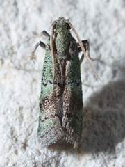 Cacotherapia flexilinealis