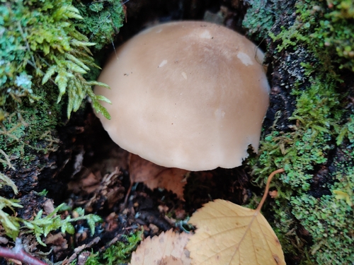 Beech Mushroom