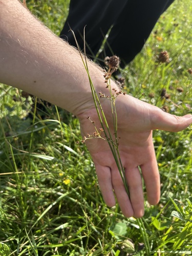 Sharp-flowered Rush