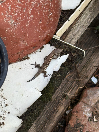 Common Wall Lizard
