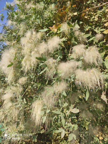 Clematis orientalis, photograph 2