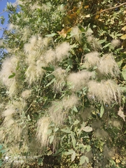 Clematis orientalis, photograph (c) Михаил Орлов, some rights reserved (CC BY)