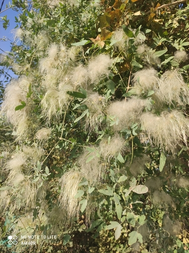 Clematis orientalis, photograph 3