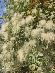 Clematis orientalis, photograph (c) Михаил Орлов, some rights reserved (CC BY)