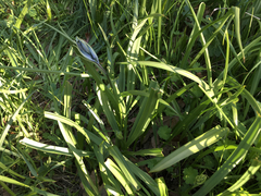 Camassia quamash
