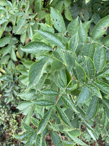 European black elderberry