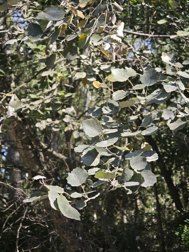 Populus × canescens, photograph 3