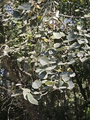 Populus × canescens, photograph (c) Igor Balashov, some rights reserved (CC BY)