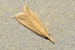 Schoenobiinae