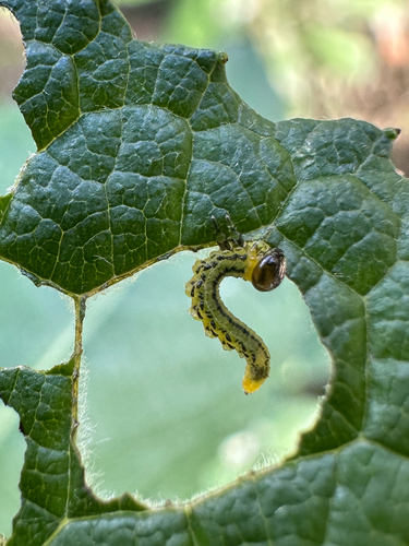 Lesser Willow Sawfly
