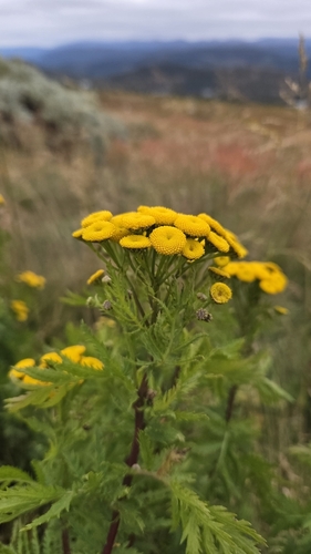 tansy