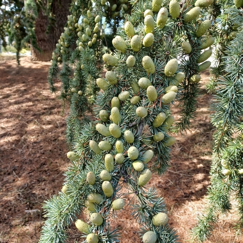 Deodar cedar