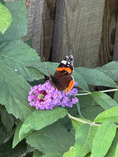 Red Admiral