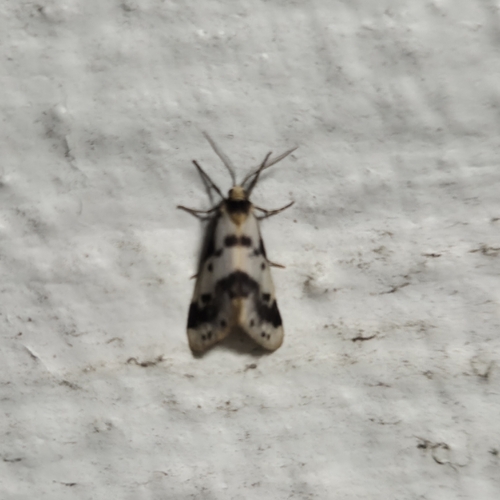 Clouded Footman