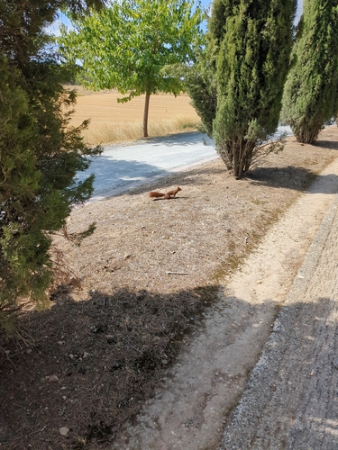 Eurasian Red Squirrel