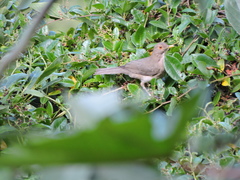 Turdus maculirostris