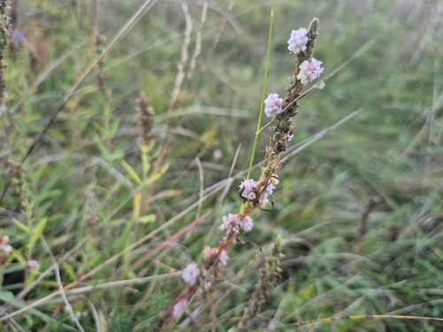 Cuscuta epithymum, photograph 6