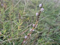 Cuscuta epithymum, photograph (c) Bobo-X, some rights reserved (CC BY)