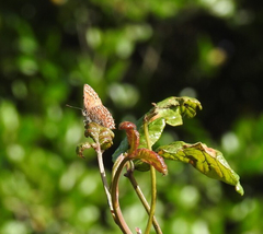 Callophrys eryphon