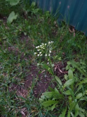 Capsella bursa-pastoris