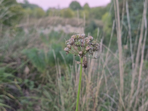 German Garlic